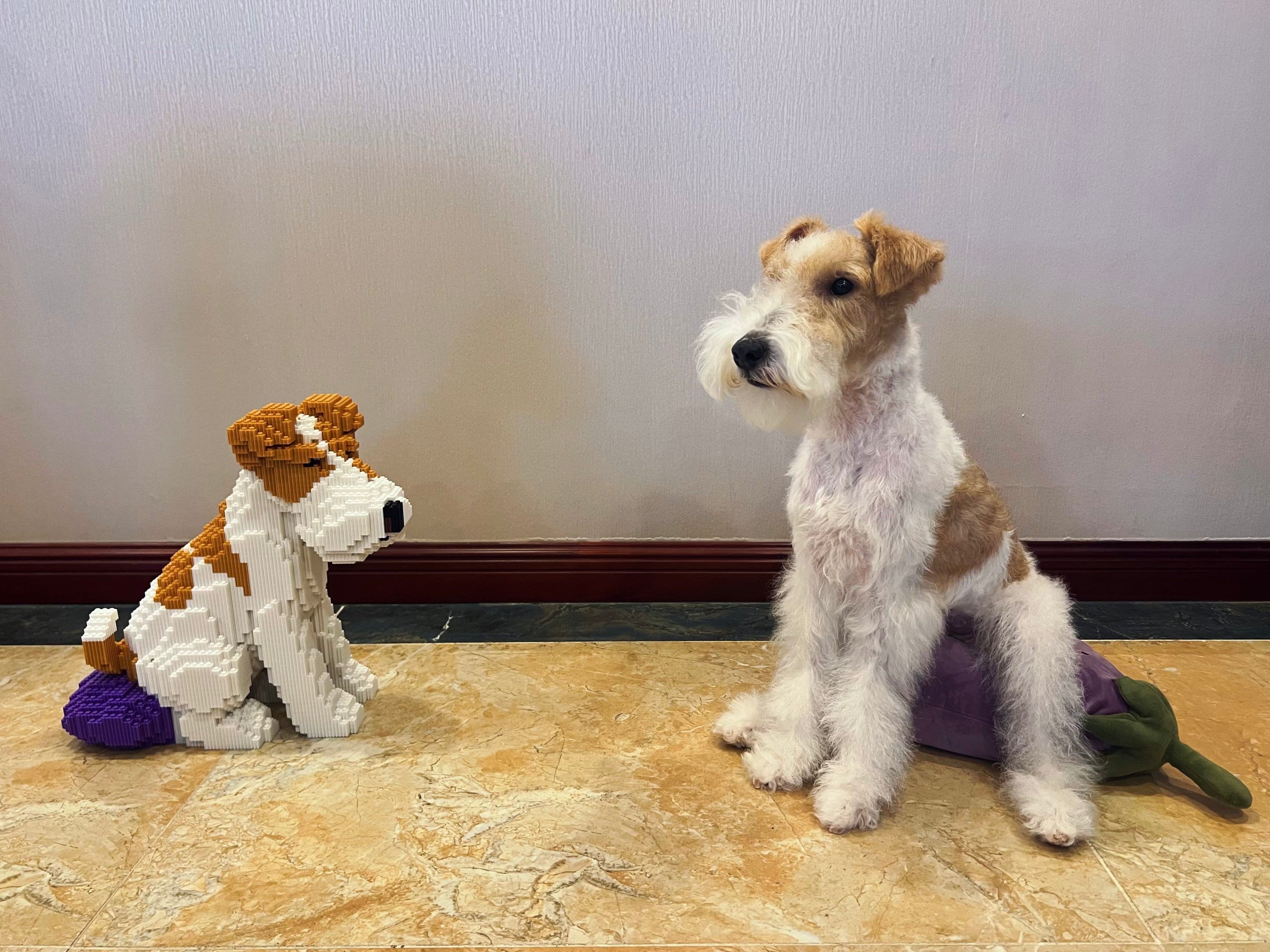 SoBricks User Story | Bagel the Fox Terrier Turned into Custom Bricks